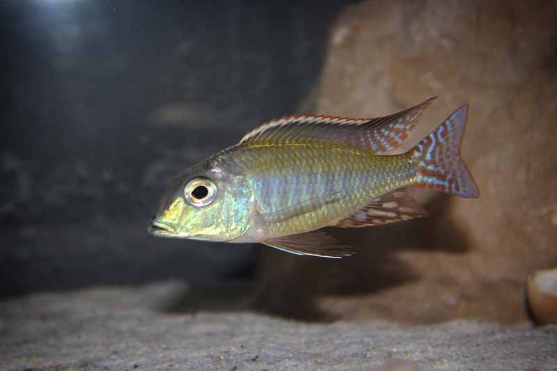 Lethrinops albus 'Kande Island'